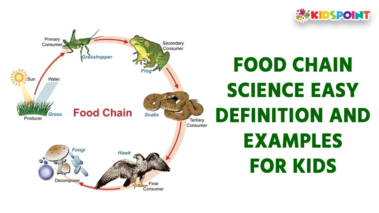 food chain science easy definition and examples for kids