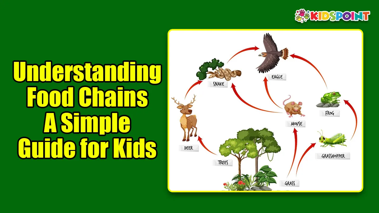 understanding food chains a simple guide for kids